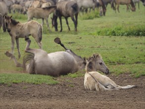 A lying and a rolling foal on a green pasture, surrounded by other horses, merfeld, münsterland,