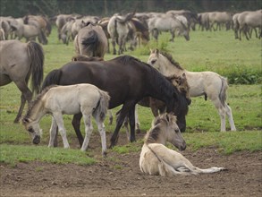 A group of foals and horses grazing and resting together in a pasture, merfeld, münsterland,