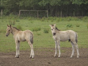 Two foals standing in a meadow in natural surroundings, with trees behind them, merfeld,