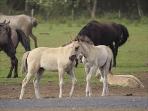 Two foals standing next to each other in a meadow, surrounded by other horses, merfeld,