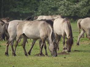 Several horses grazing peacefully on a green pasture, merfeld, münsterland, germany