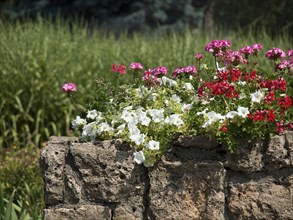 Flowers bloom in the colours red and white on an old stone wall in a garden, Vienna, Austria,
