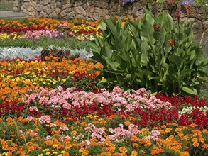 Lively flower bed with colourful flower-bed and a stone wall in the background, Vienna, Austria,