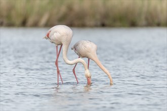 Two flamingos (Phoenicopterus roseus) eating in a pond in a nature reserve. Saintes Maries de la