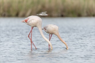 Two flamingos (Phoenicopterus roseus) eating in a pond in a nature reserve. Saintes Maries de la