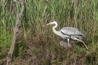 Grey heron (Ardea cinerea) moving through the reeds at the edge of a pond. Saintes Maries de la