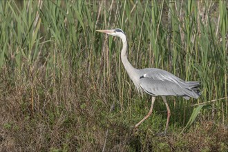 Grey heron (Ardea cinerea) moving through the reeds at the edge of a pond. Saintes Maries de la