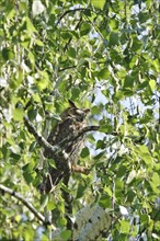 Long-eared owl (asio otus) in a birch tree, Saxony, Germany, Europe