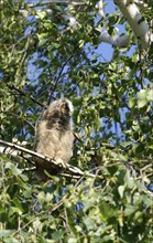 Long-eared owl (Asio otus), young bird in a birch tree, June, Saxony, Germany, Europe