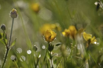 Summer meadow with morning dew, Germany, Europe