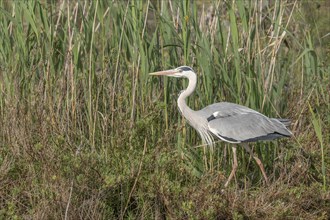 Grey heron (Ardea cinerea) moving through the reeds at the edge of a pond. Saintes Maries de la