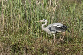 Grey heron (Ardea cinerea) moving through the reeds at the edge of a pond. Saintes Maries de la