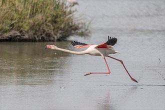 Flamingo (Phoenicopterus roseus) jumping out of a pond. Saintes Maries de la Mer, Parc naturel