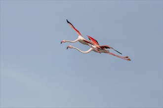 Two flamingos (Phoenicopterus roseus) flying in the blue sky in spring. Saintes Maries de la Mer,