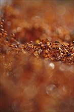 Spore capsules of moss, summer morning in the forest, Germany, Europe