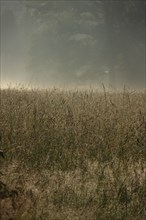 Summer morning atmosphere, morning fog, Germany, Europe