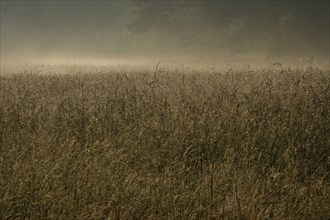 Summer morning atmosphere, morning fog, Germany, Europe