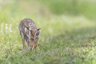 European hare (Lepus europaeus) Brown hare smelling odours on the ground in a meadow. Kaiserstuhl,