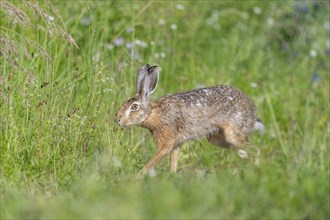 European hare (Lepus europaeus) Brown hare in motion hopping in a meadow. Kaiserstuhl, Freiburg im