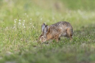 European hare (Lepus europaeus) Brown hare smelling odours on the ground in a meadow. Kaiserstuhl,