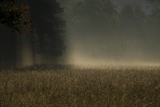 Summer morning atmosphere, morning fog, Germany, Europe