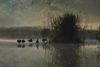 Summer morning atmosphere, morning fog, Germany, Europe