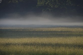 Summer morning atmosphere, morning fog, Germany, Europe