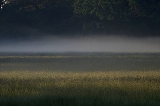 Summer morning atmosphere, morning fog, Germany, Europe