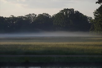 Summer morning atmosphere, morning fog, Germany, Europe