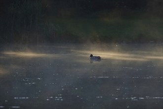 Summer morning atmosphere, morning fog, Germany, Europe