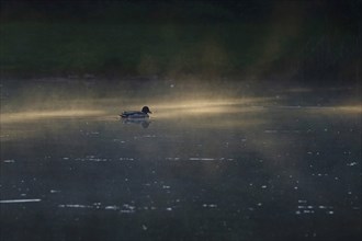Summer morning atmosphere, morning fog, Germany, Europe
