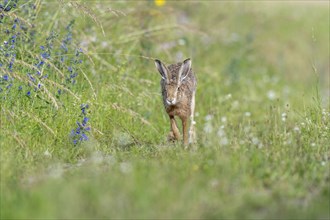 European hare (Lepus europaeus) Brown hare in motion hopping in a meadow. Kaiserstuhl, Freiburg im