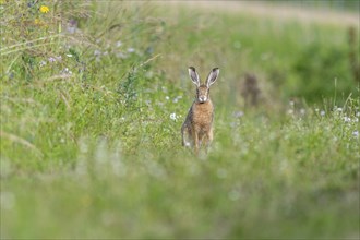 European hare (Lepus europaeus) Brown hare sitting on the ground and observing the surroundings in