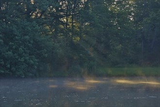 Summer morning atmosphere, morning fog, Germany, Europe
