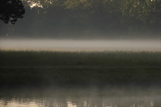 Summer morning atmosphere, morning fog, Germany, Europe