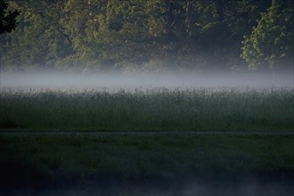 Summer morning atmosphere, morning fog, Germany, Europe