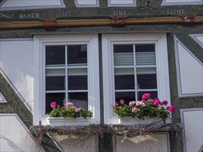 Window of a half-timbered house, decorated with pink flowers on the windowsill, Waldeck, Hesse,