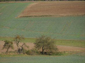 Two trees next to a raised hide in the middle of fields, early autumn colours visible, Waldeck,