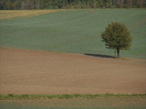 Single tree in the middle of fields casting shadows on the land, Waldeck, Hesse, Germany, Europe