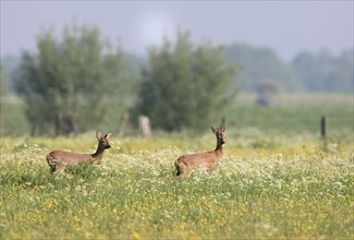 Doe and young european roe deer (Capreolus capreolus) standing in a meadow with yellow and white