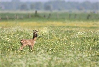 Young european roe deer (Capreolus capreolus) standing in a meadow with yellow and white flowers,