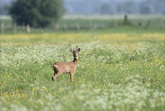 Young european roe deer (Capreolus capreolus) standing in a meadow with yellow and white flowers,