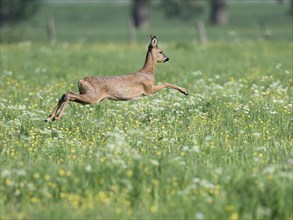 Young european roe deer (Capreolus capreolus) jumping in a meadow with yellow and white flowers,
