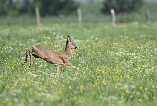 Young european roe deer (Capreolus capreolus) jumping in a meadow with yellow and white flowers,
