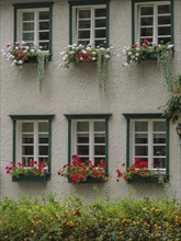 Facade of a white house with several windows and flower boxes full of red and pink flowers, Werl,