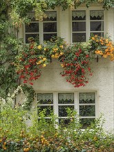 White house wall with windows, overgrown with yellow and red flowers, green bushes below, Werl,