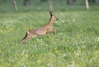 Young european roe deer (Capreolus capreolus) jumping in a meadow with yellow and white flowers,