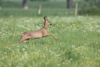 Young european roe deer (Capreolus capreolus) jumping in a meadow with yellow and white flowers,