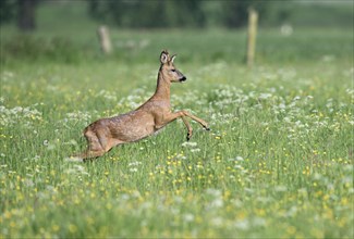 Young european roe deer (Capreolus capreolus) jumping in a meadow with yellow and white flowers,