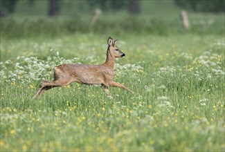 Young european roe deer (Capreolus capreolus) running in a meadow with yellow and white flowers,